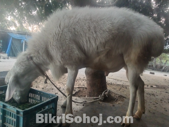 দুম্বা বিক্রি হবে